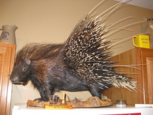African porcupines are much gnarlier than their New World counterparts.